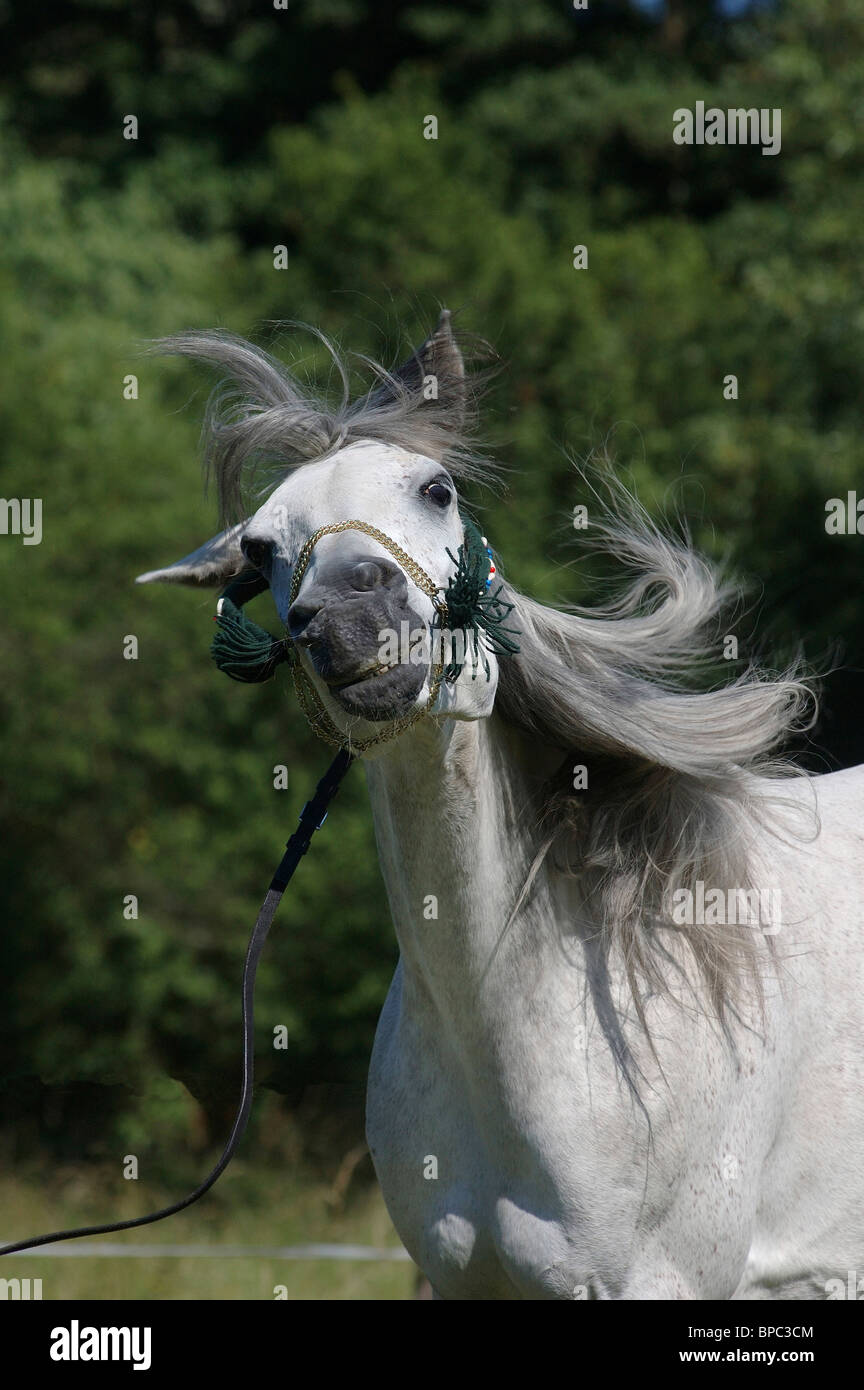 Headshaking horse hires stock photography and images Alamy