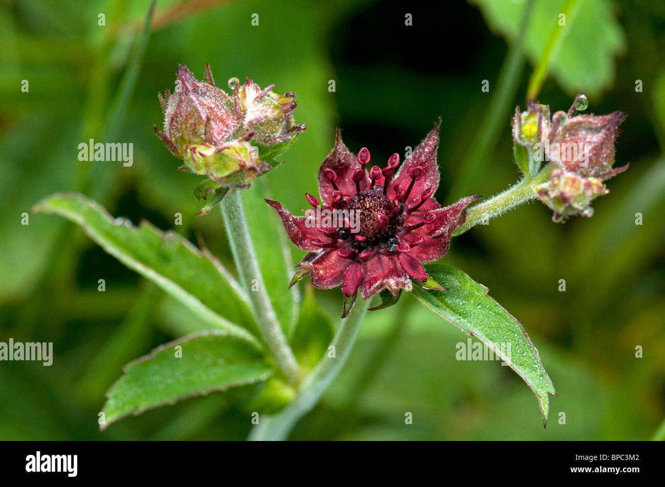 Marsh Cinquefoil (Comarum palustre, Potentilla palustris), flower and flower buds. Stock Photo
