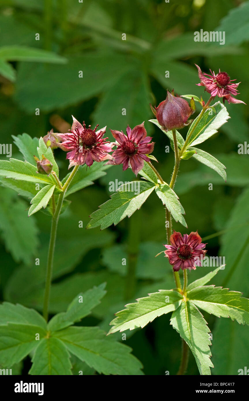 Marsh Cinquefoil (Comarum palustre, Potentilla palustris), flowers and flower buds. Stock Photo