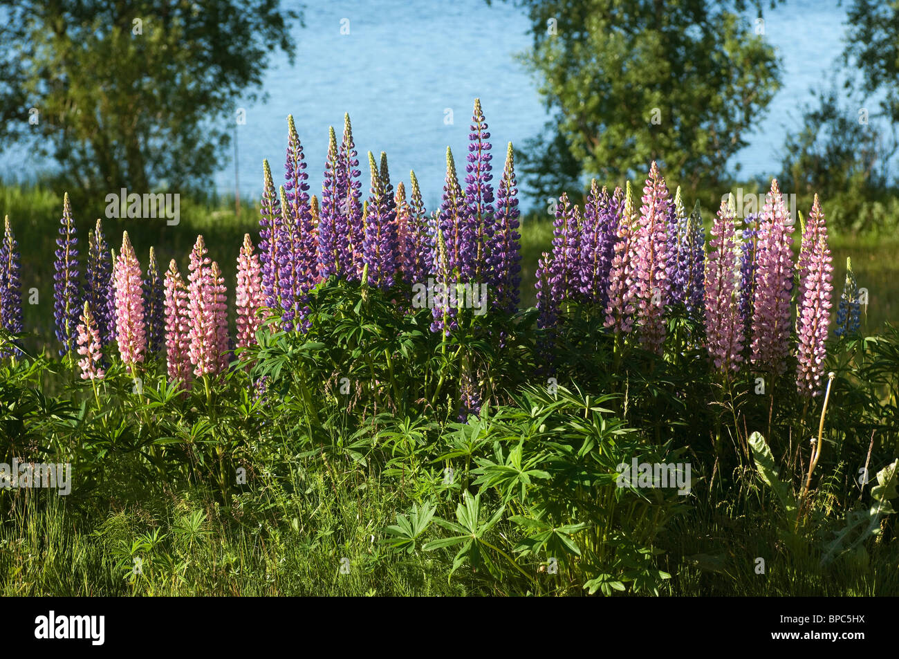 Garden Lupin (Lupinus polyphyllus), flowering stand in Sweden. Stock Photo