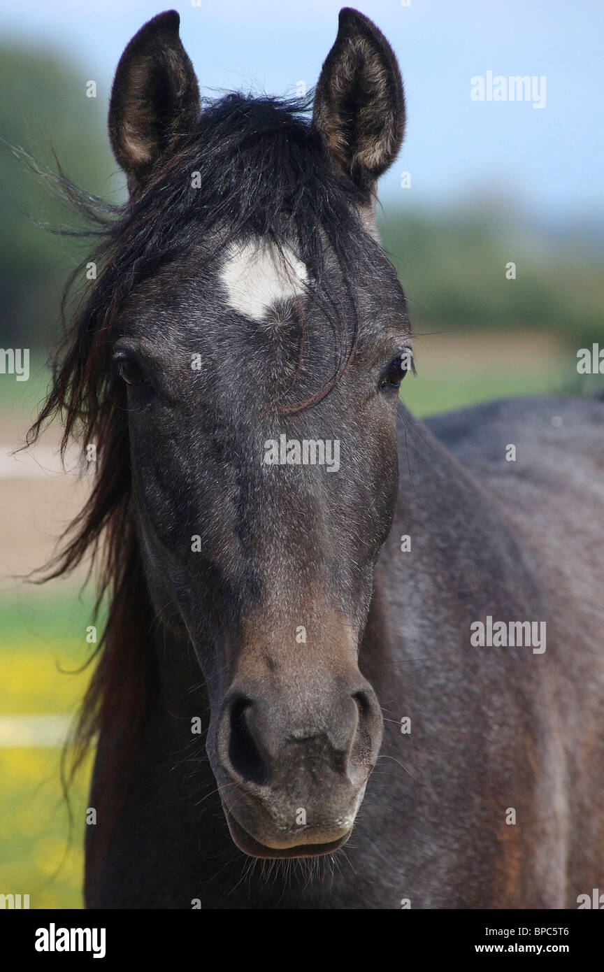 Pura Raza Espanola Stock Photo Alamy