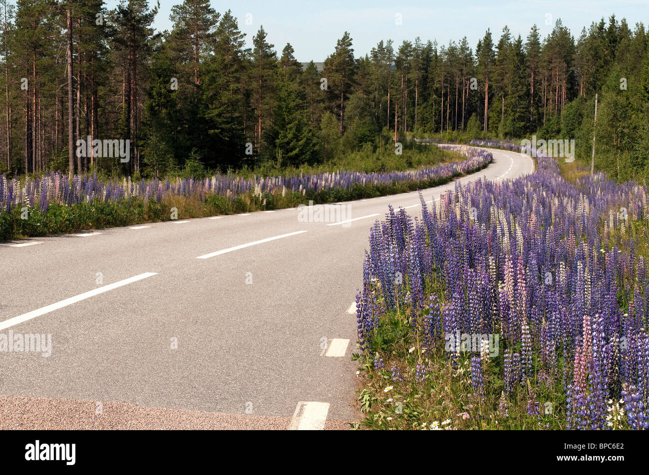 Garden Lupin (Lupinus polyphyllus), flowering alongside a road in Sweden. Stock Photo