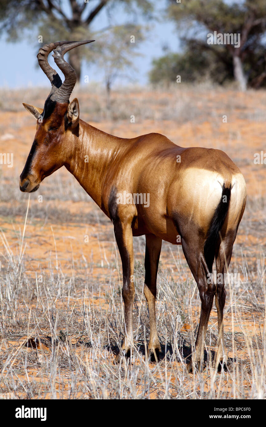 Red hartebeest in the Kgalagadi Transfrontier National Park in South Africa and Botswana Stock Photo