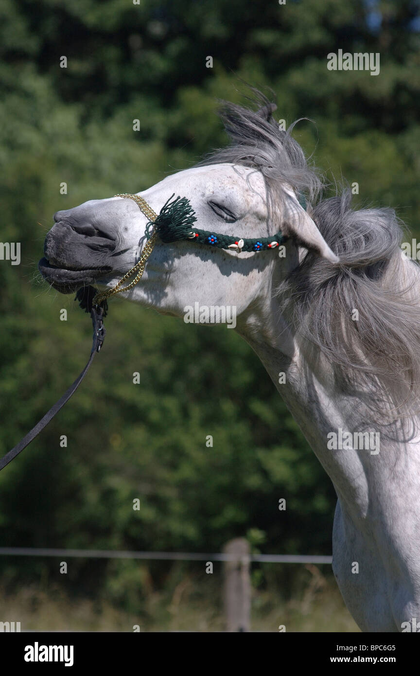 Headshaking horse hires stock photography and images Alamy
