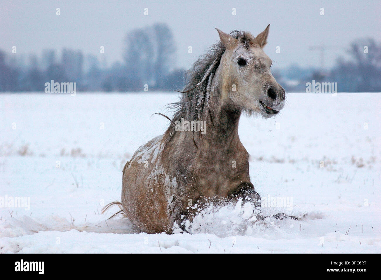 Pura Raza Espanola Stock Photo Alamy