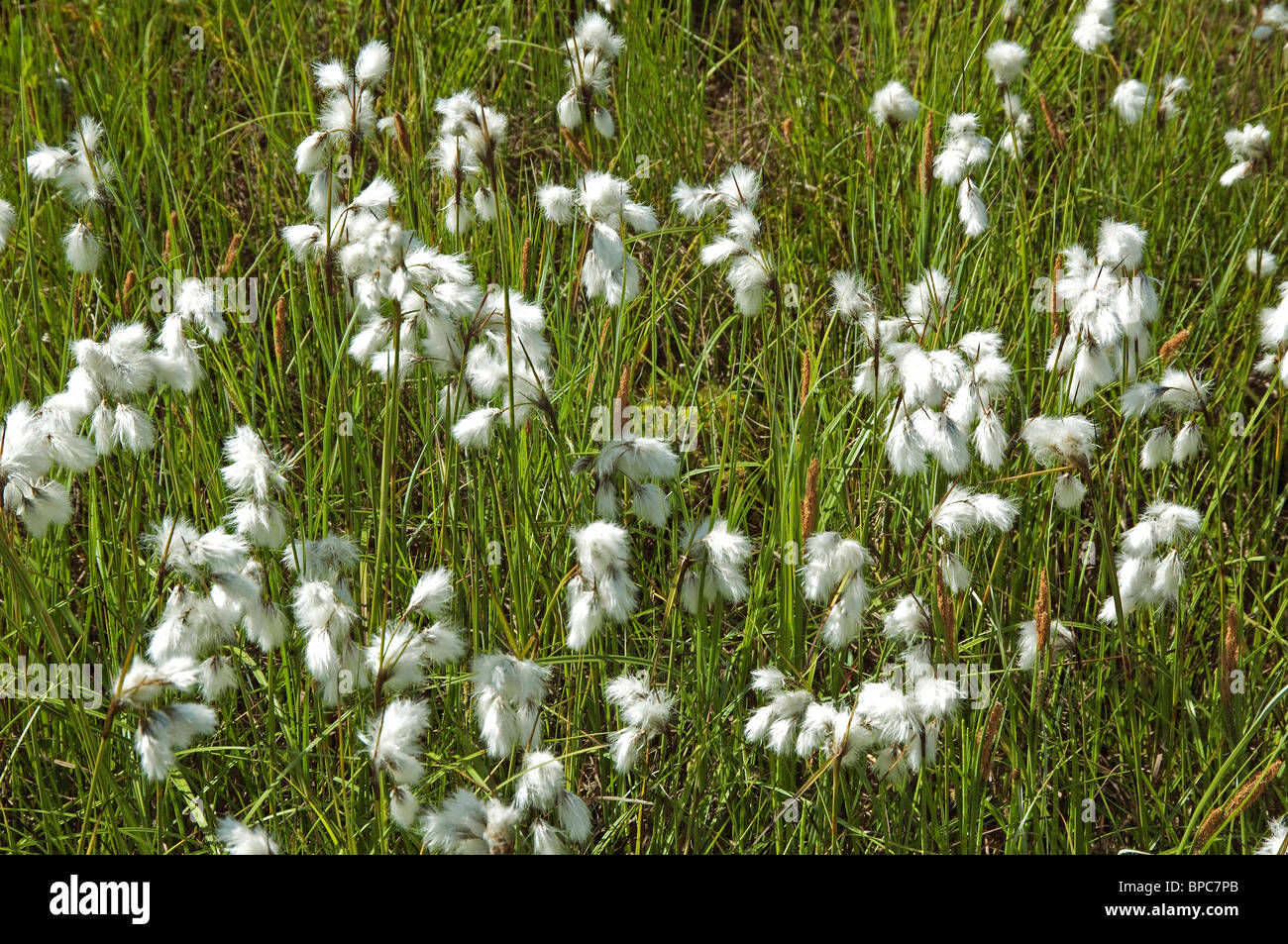 White Cottongrass (Eriophorum latifolium) with seed heads. Stock Photo