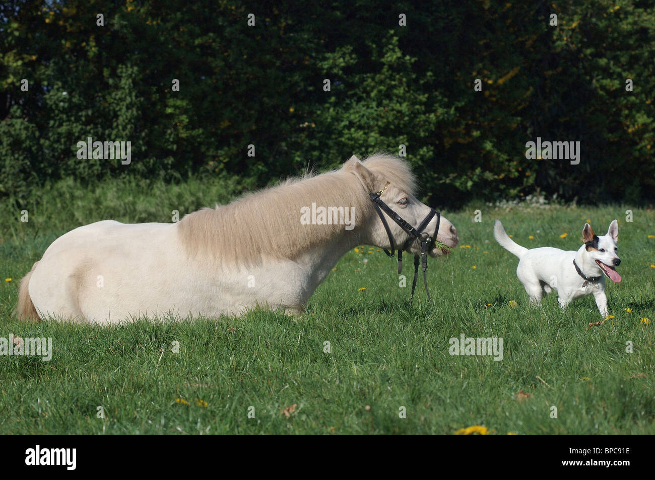 dog & horse Stock Photo Alamy