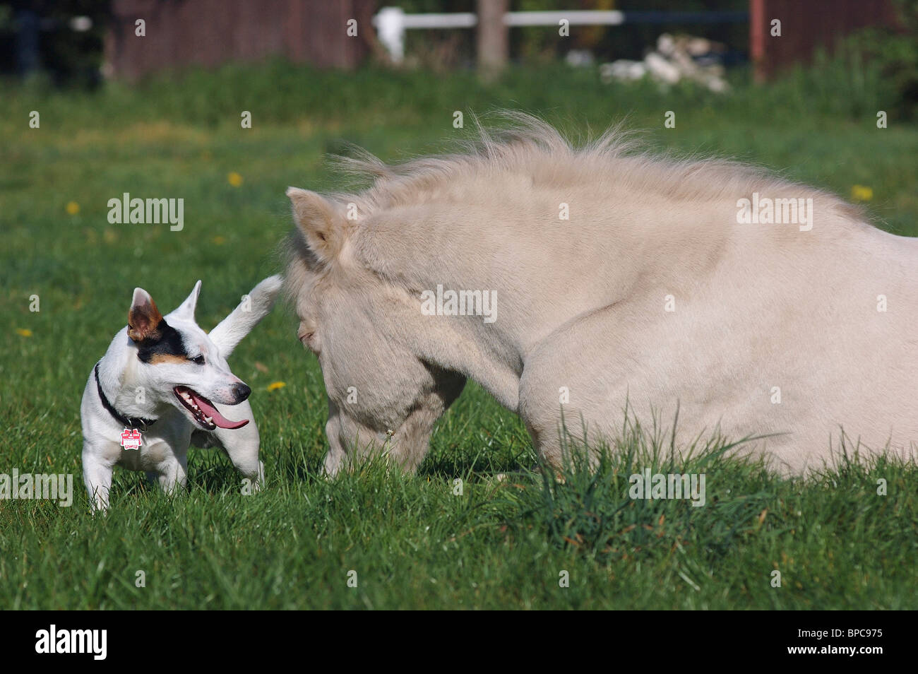 dog & horse Stock Photo Alamy