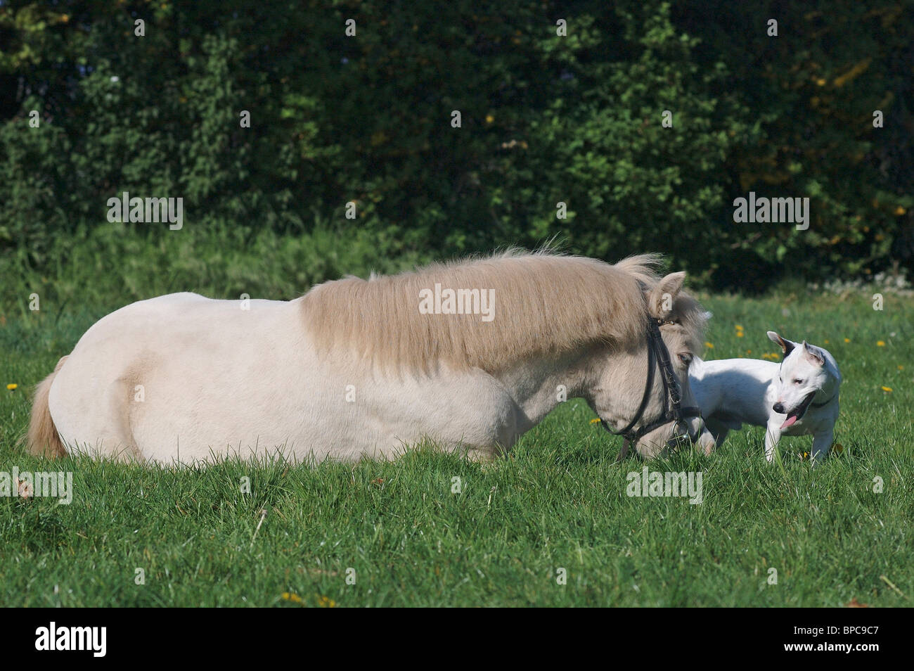 dog & horse Stock Photo Alamy