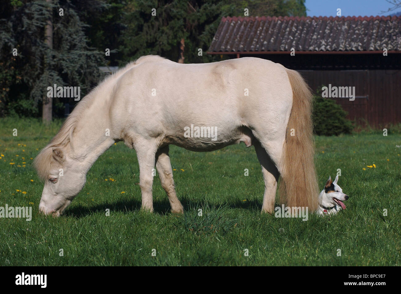 dog & horse Stock Photo Alamy