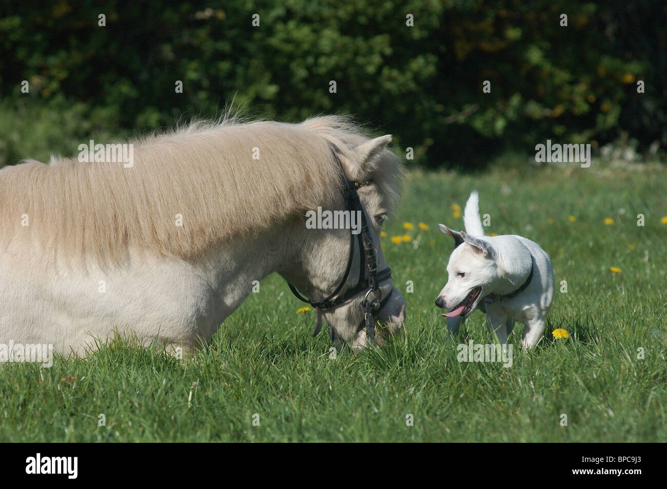 dog & horse Stock Photo Alamy