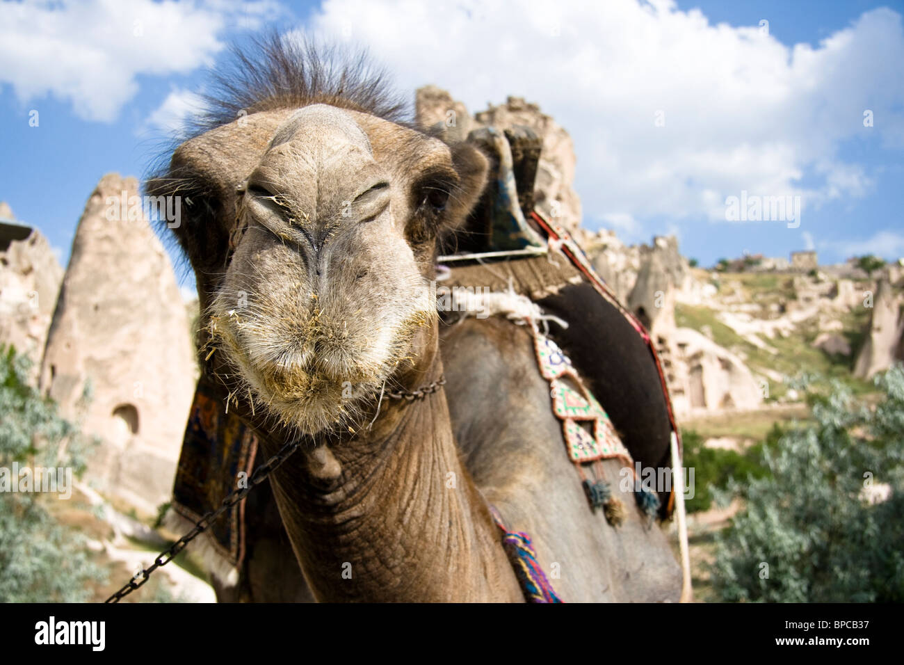 Camel looking at camera hires stock photography and images Alamy