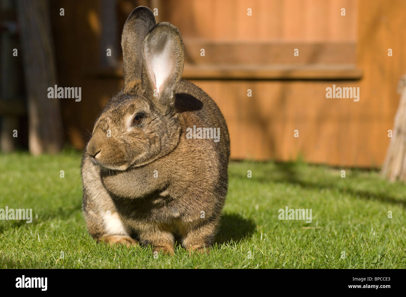 Big bunnies hires stock photography and images Alamy