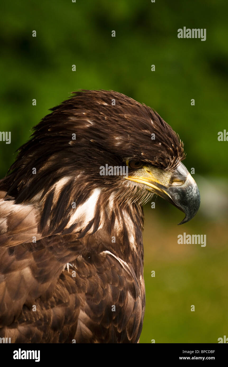 Tawny Eagle, Aquila rapax, at the International Centre for Birds of