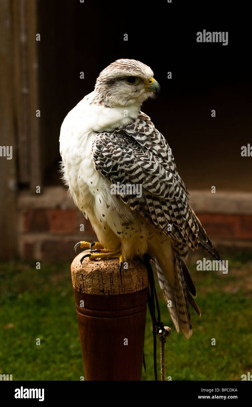 Lugger Falcon, Falco jugger at the International Centre for Birds of