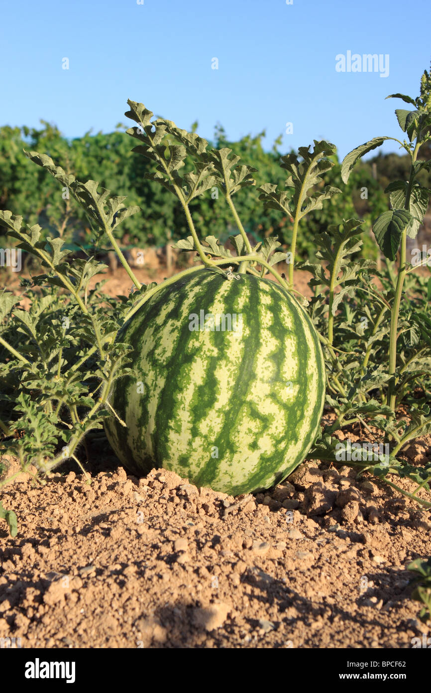 Watermelon plant growing hires stock photography and images Alamy