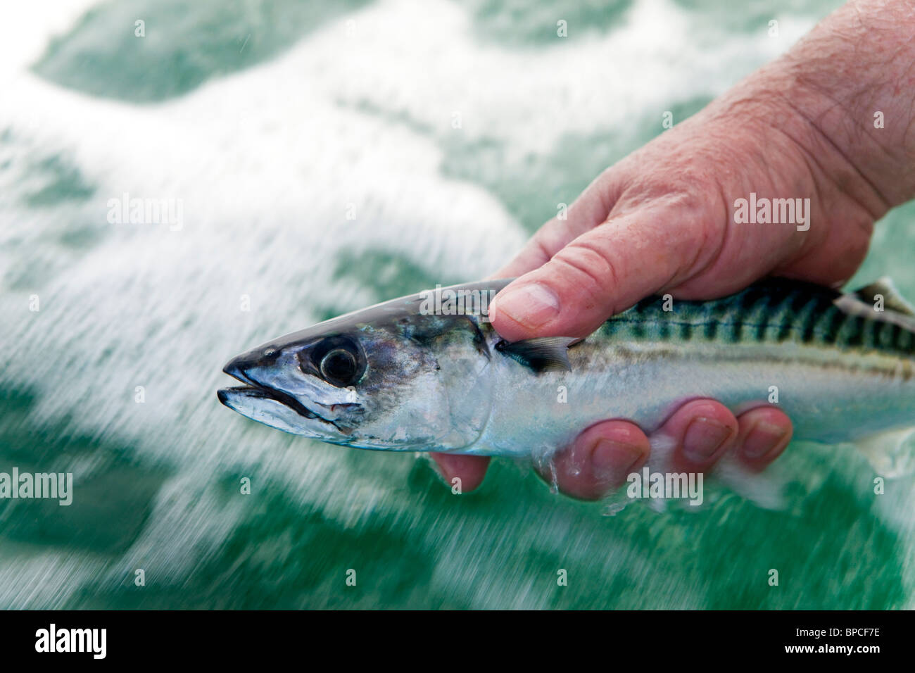 A mackerel bait used for offshore and deep sea fishing near Port Aransas  Texas Stock Photo - Alamy