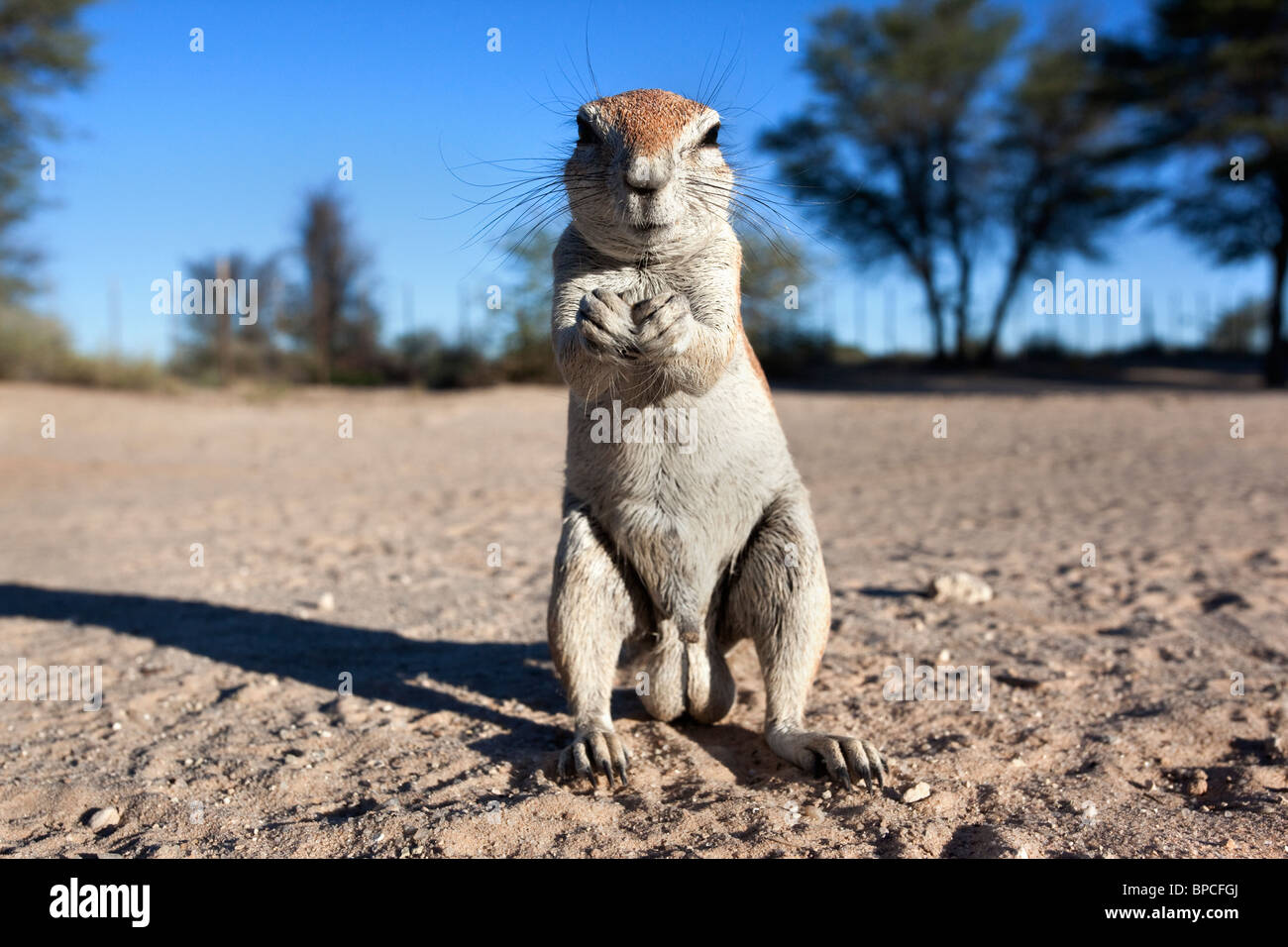 [Linked Image from c8.alamy.com]
