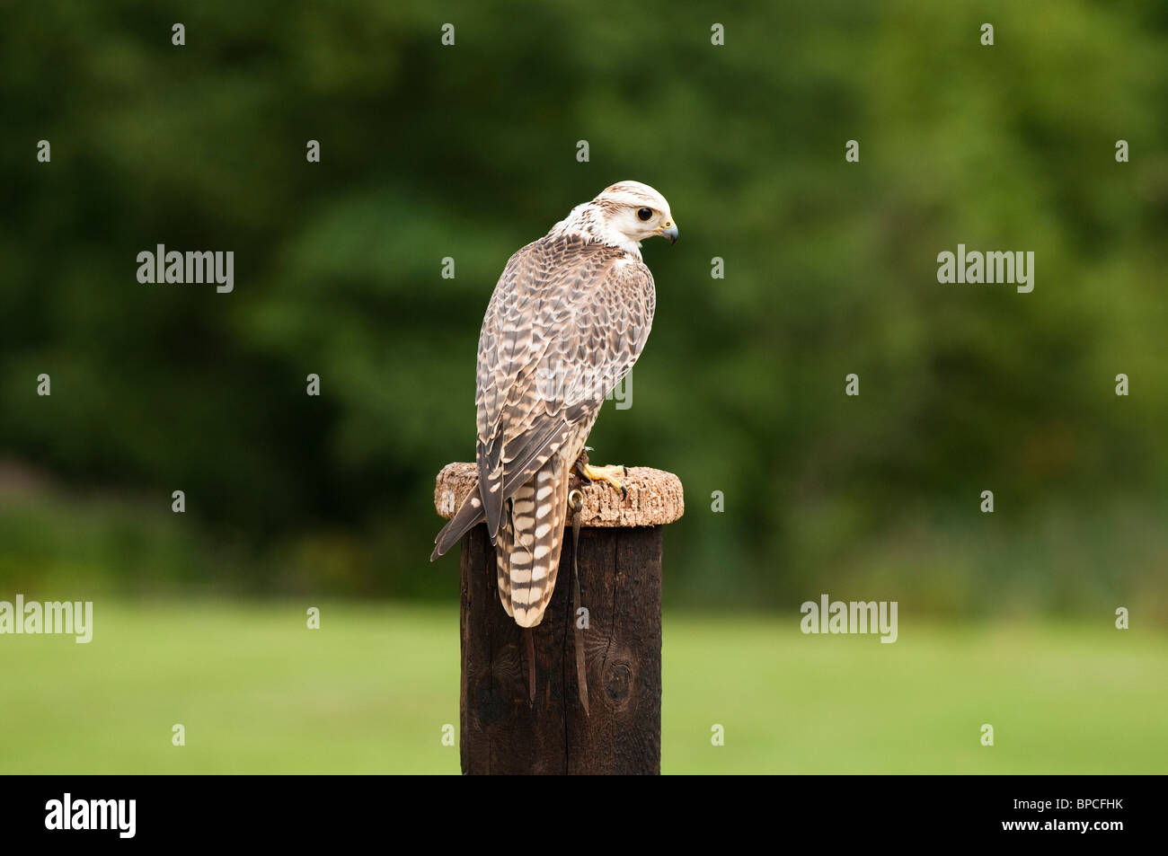 Saker, Falco cherrug, at the International Centre for Birds of Prey near Newent, United Kingdom Stock Photo