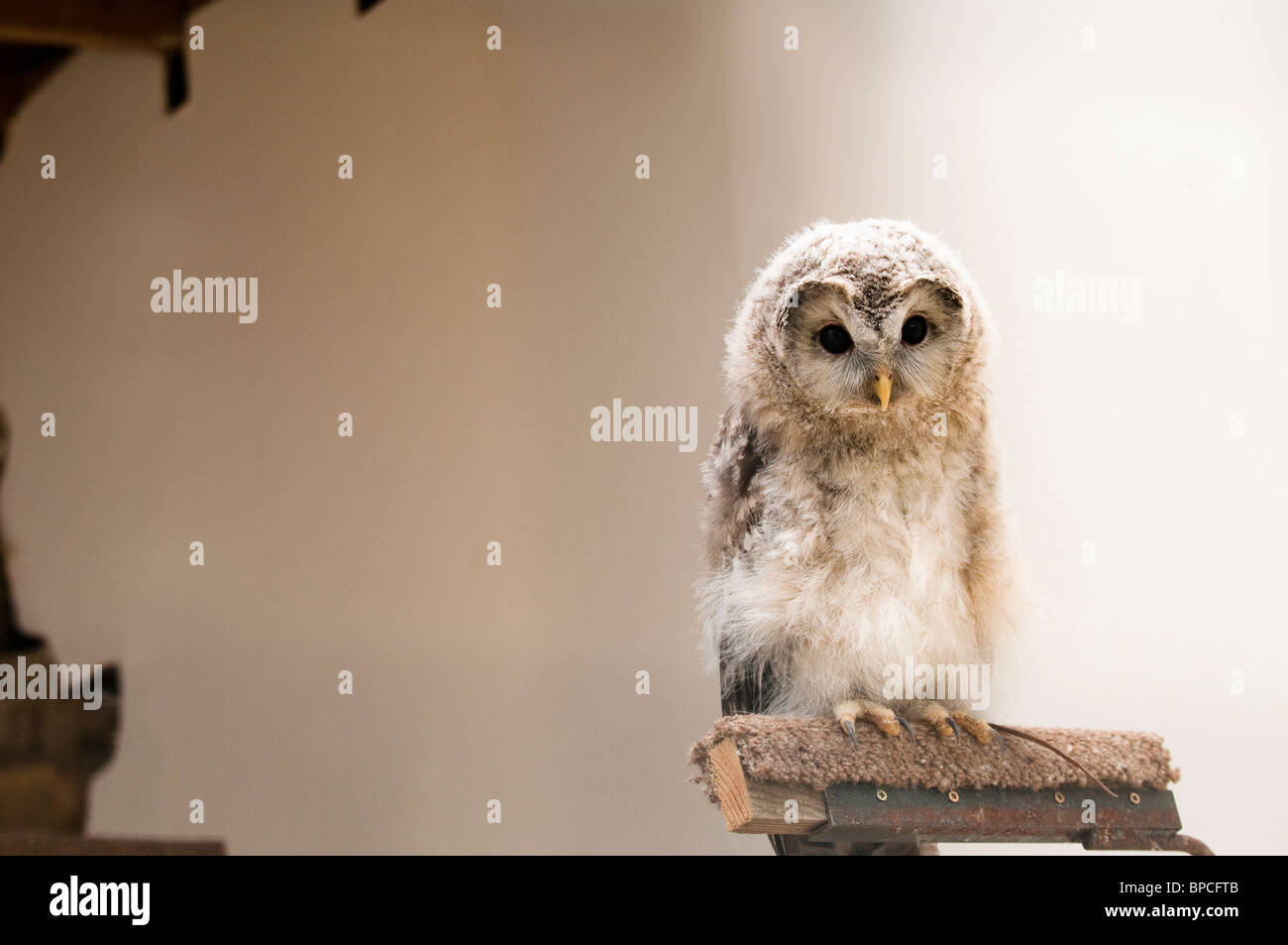 2 month old Ural Owl, Strix uralensis, at the International Centre for Birds of Prey near Newent, United Kingdom Stock Photo