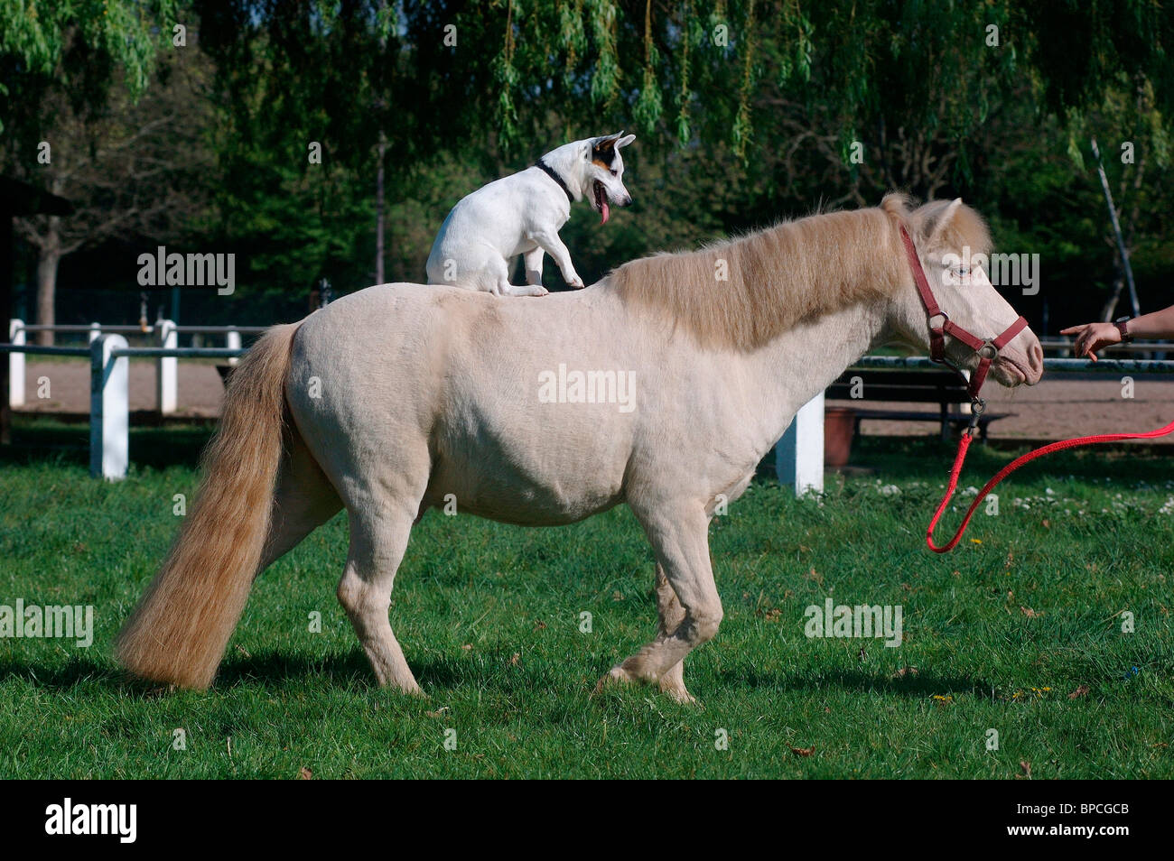 dog & horse Stock Photo Alamy