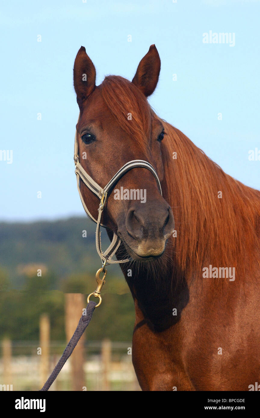 American Saddlebred Horse Stock Photo