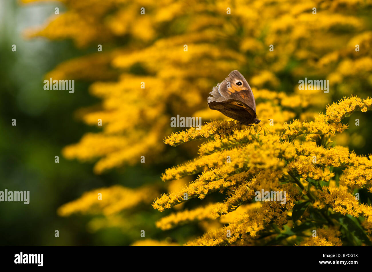 Female Meadow Brown butterfly, Maniloa jurtina on flowering Goldenrod Stock Photo