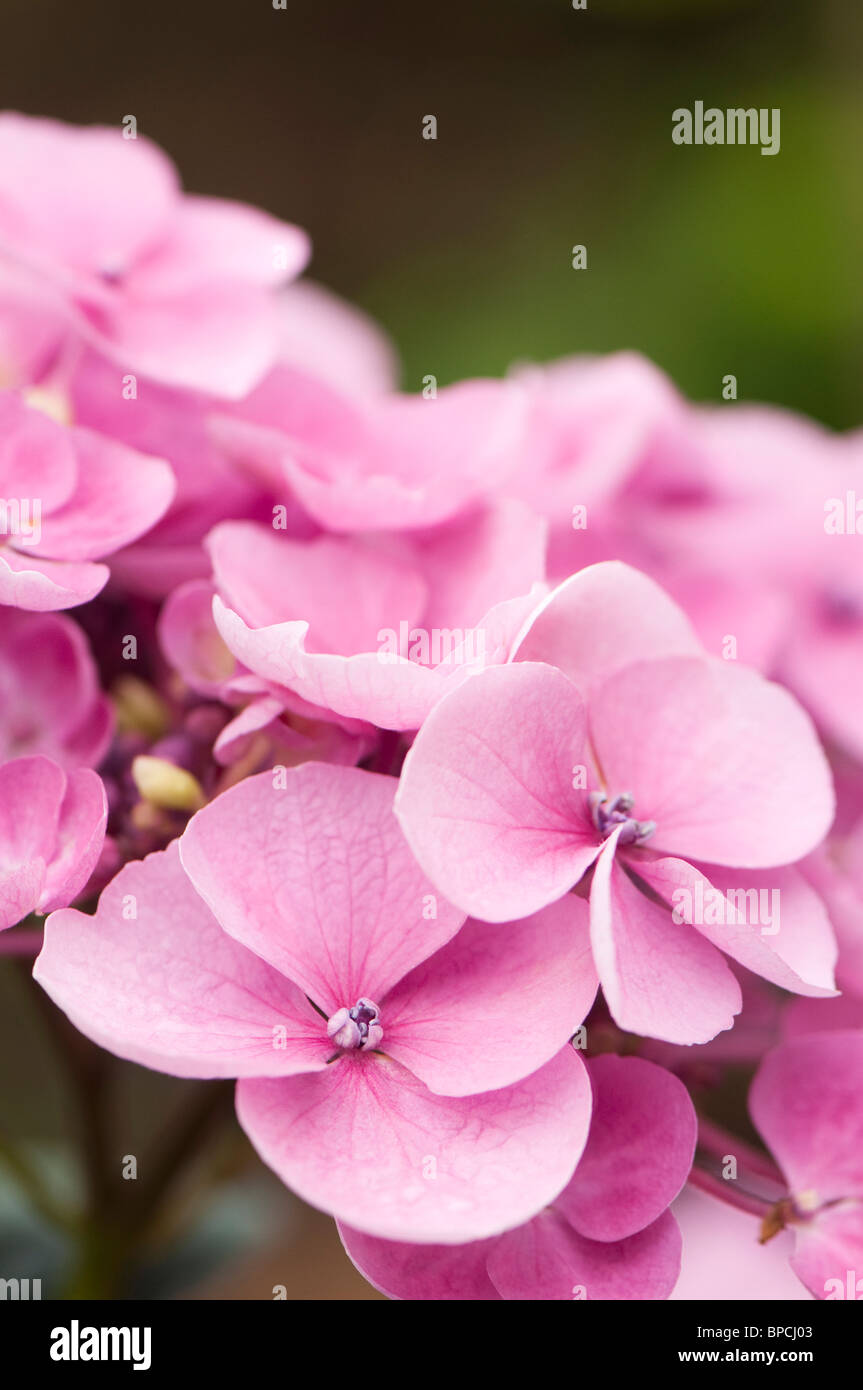 Close up of a pink Hydrangea macrophylla in bloom Stock Photo
