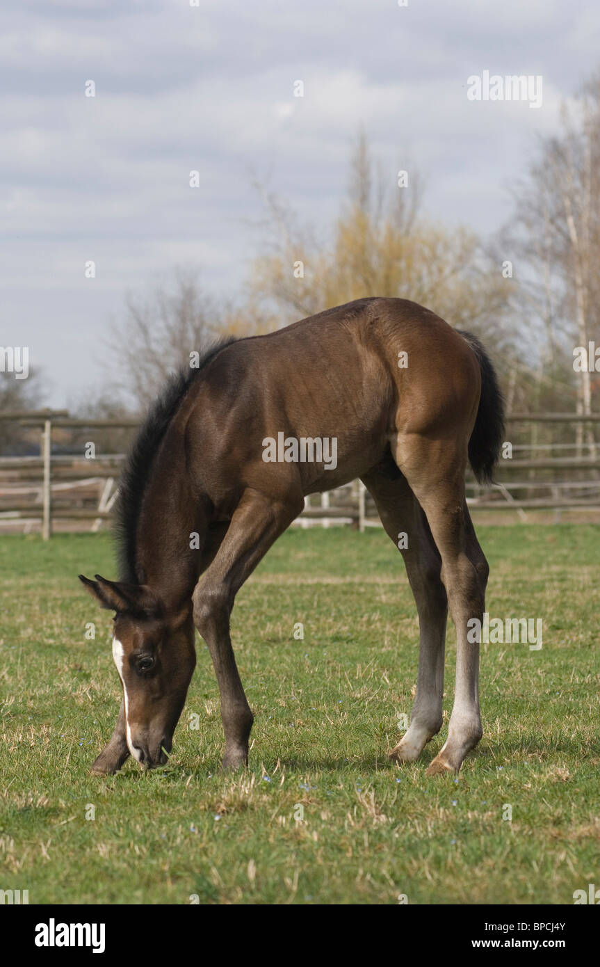 Hanoverian horse Stock Photo Alamy