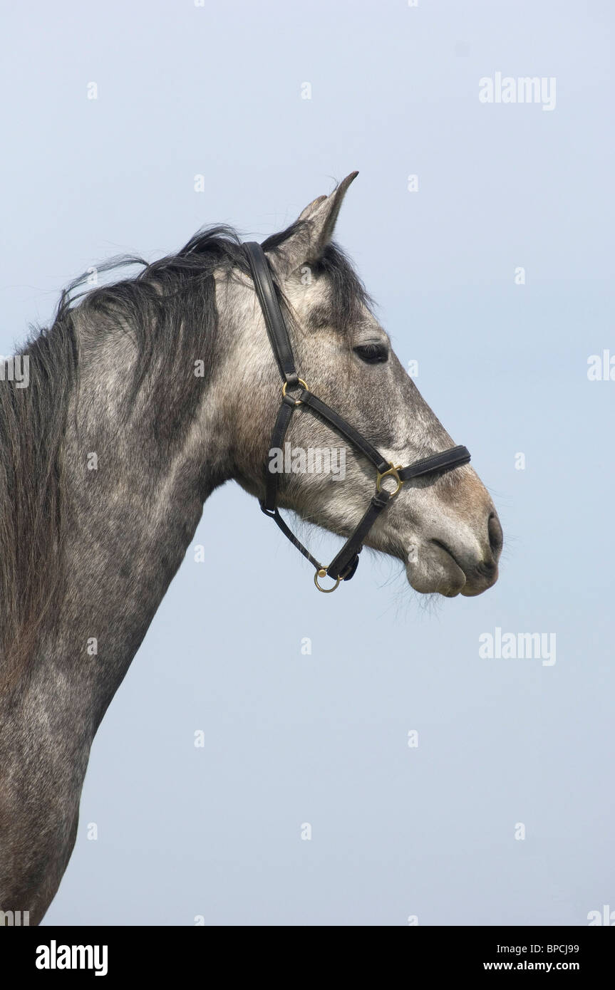 Andalusian gray hi-res stock photography and images - Alamy
