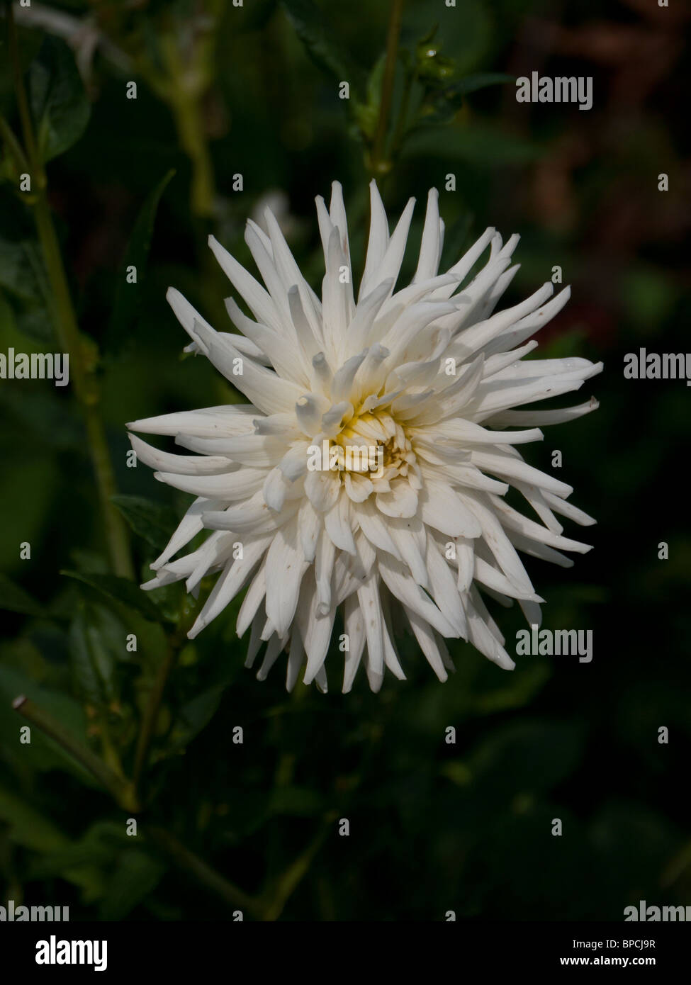 Dahlia White High Resolution Stock Photography and Images - Alamy