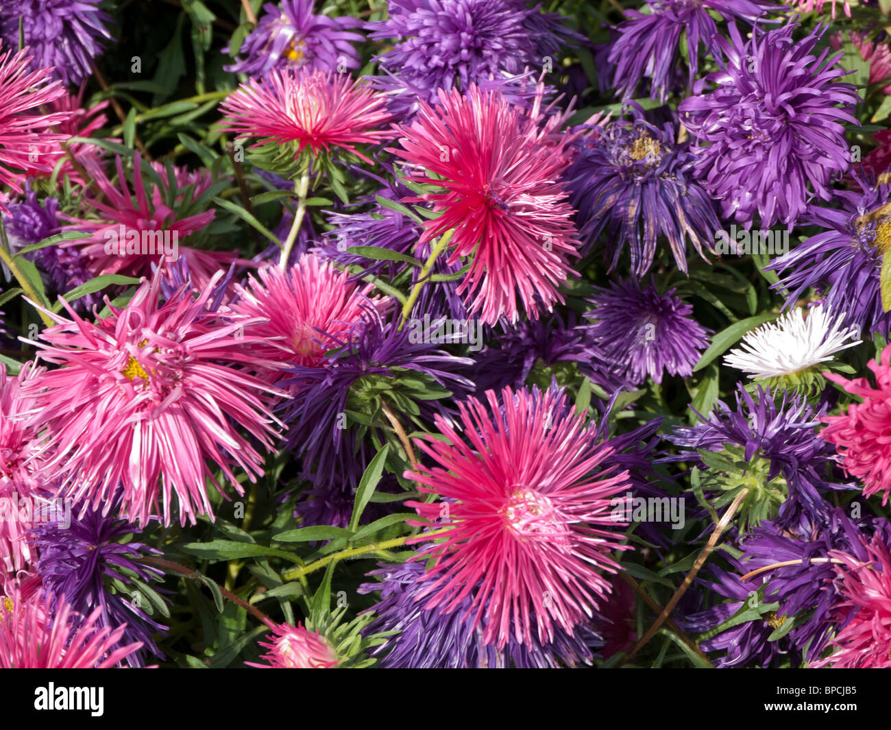 Aster Compositae Stock Photo