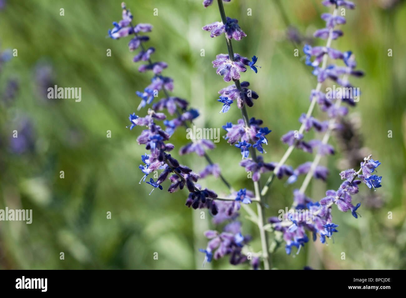 Perovskia atriplicifolia ‘Blue Spire’, Russian Sage in flower Stock Photo