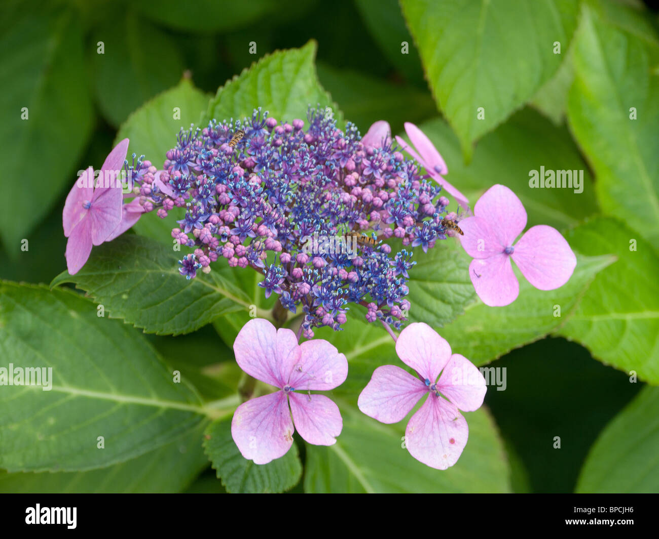 Lacecap hydrangea hi-res stock photography and images - Alamy