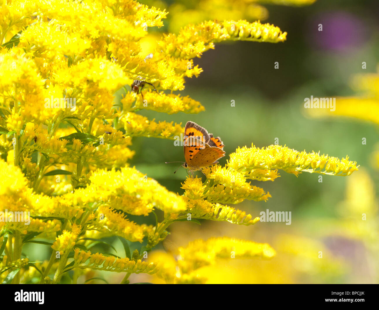 Small Copper Butterfly on Golden Rod  Solidago Stock Photo