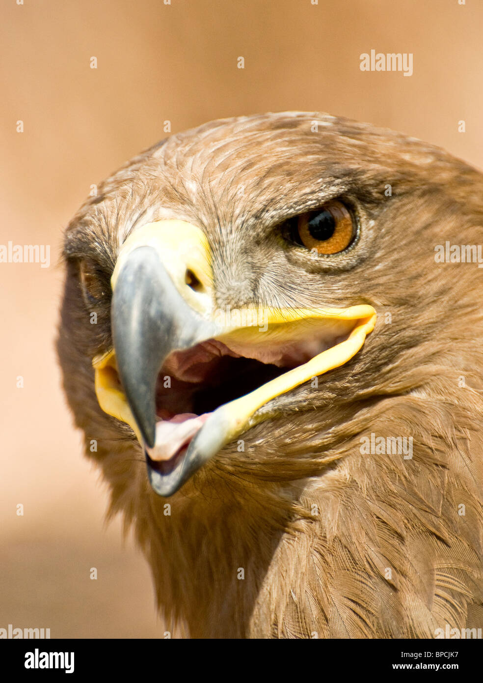 It's very luck for me to look this eagle in wildworld Stock Photo