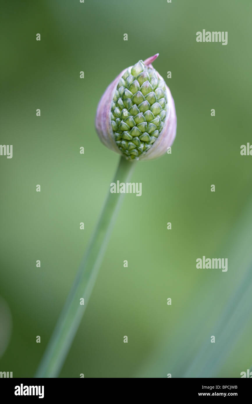 Allium bud Stock Photo
