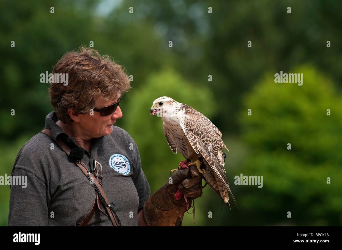 Saker, Falco cherrug, at the International Centre for Birds of Prey near Newent, United Kingdom Stock Photo