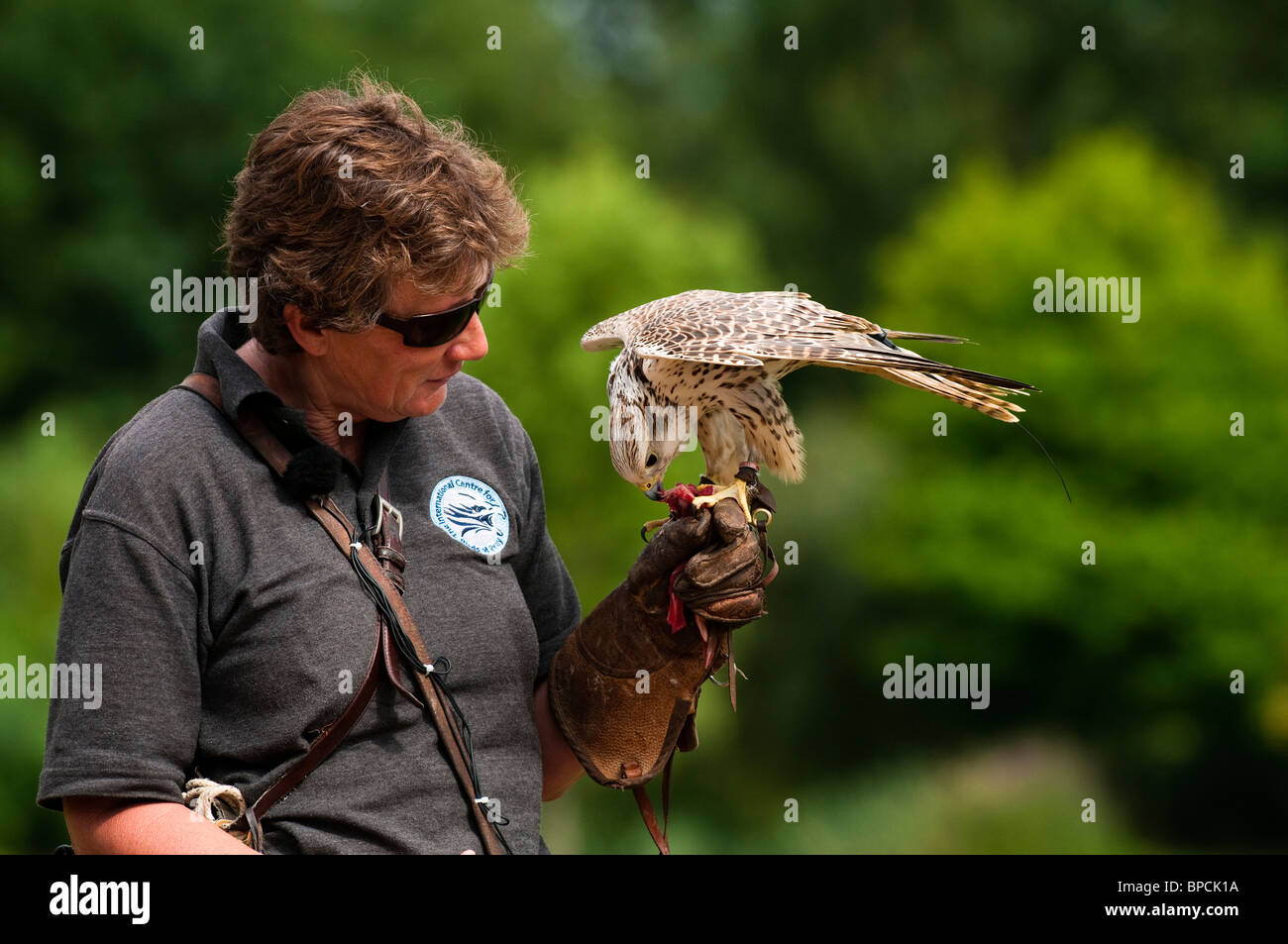 Saker, Falco cherrug, at the International Centre for Birds of Prey