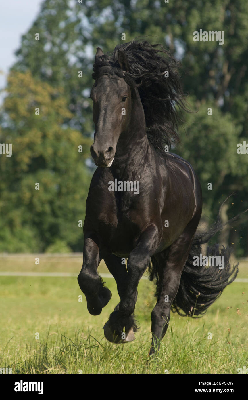 Frisians fence hi-res stock photography and images - Alamy