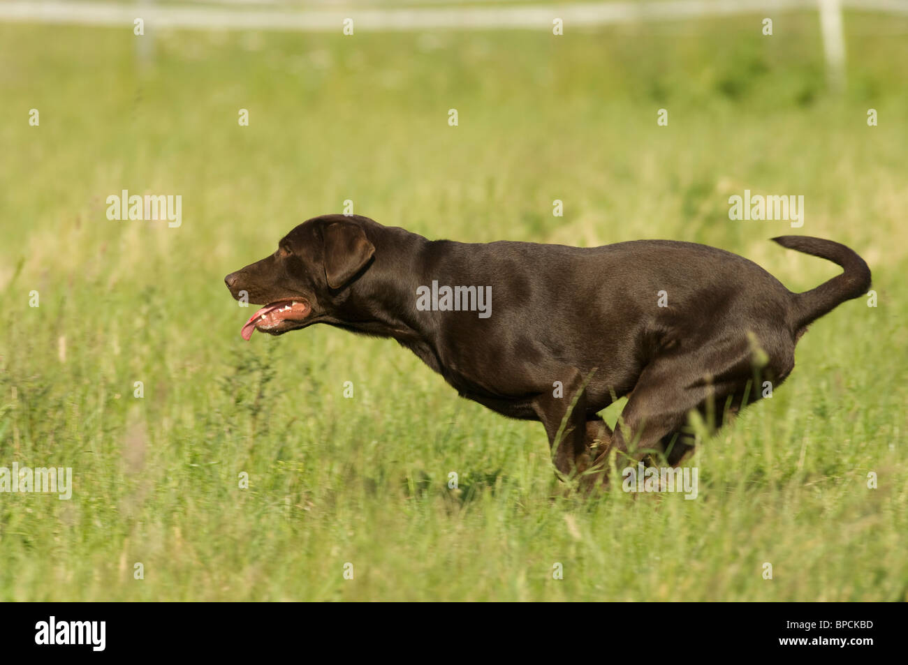 running Labrador Retriever Stock Photo Alamy