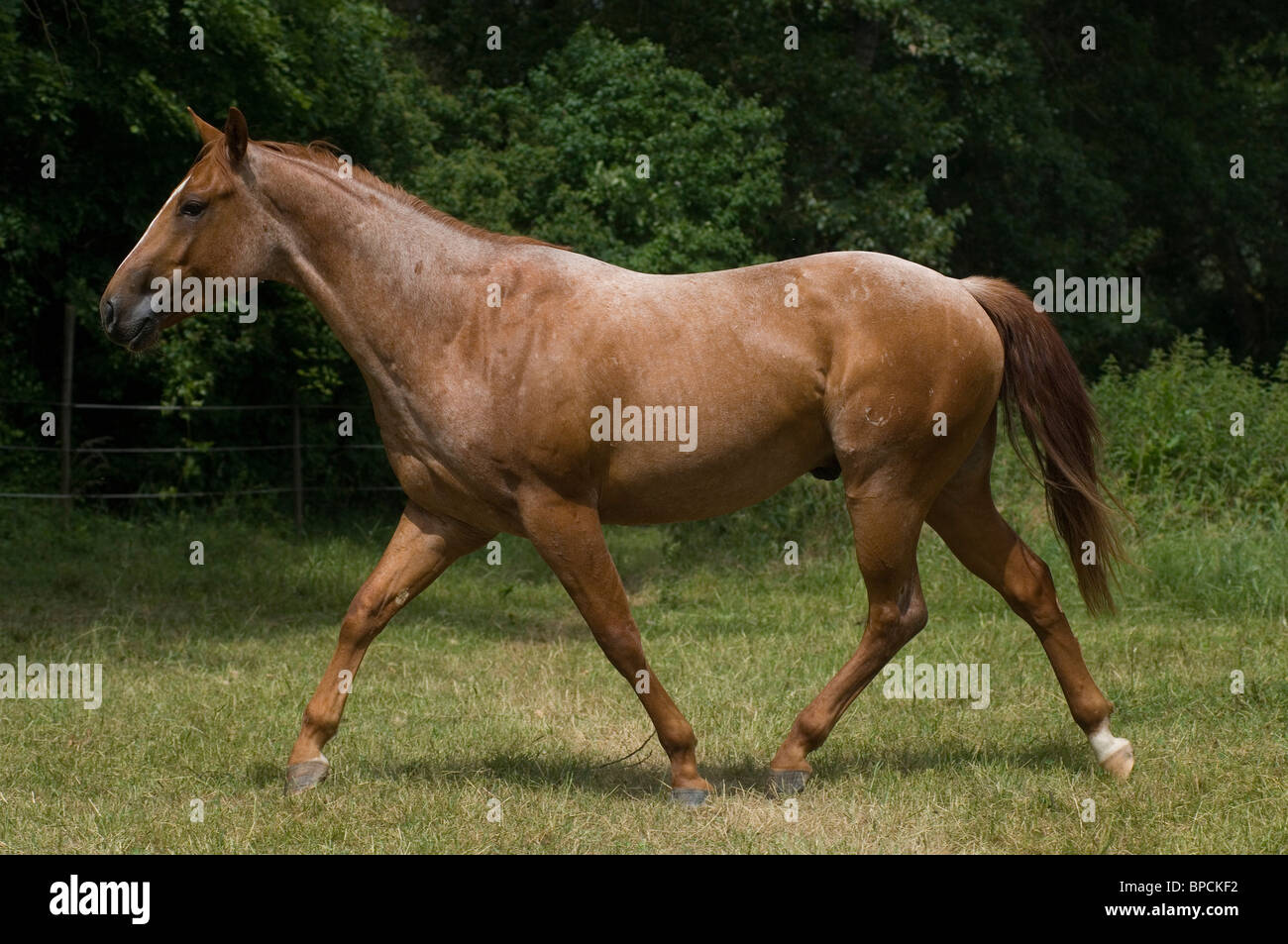 trotting Quarter Horse Stock Photo Alamy