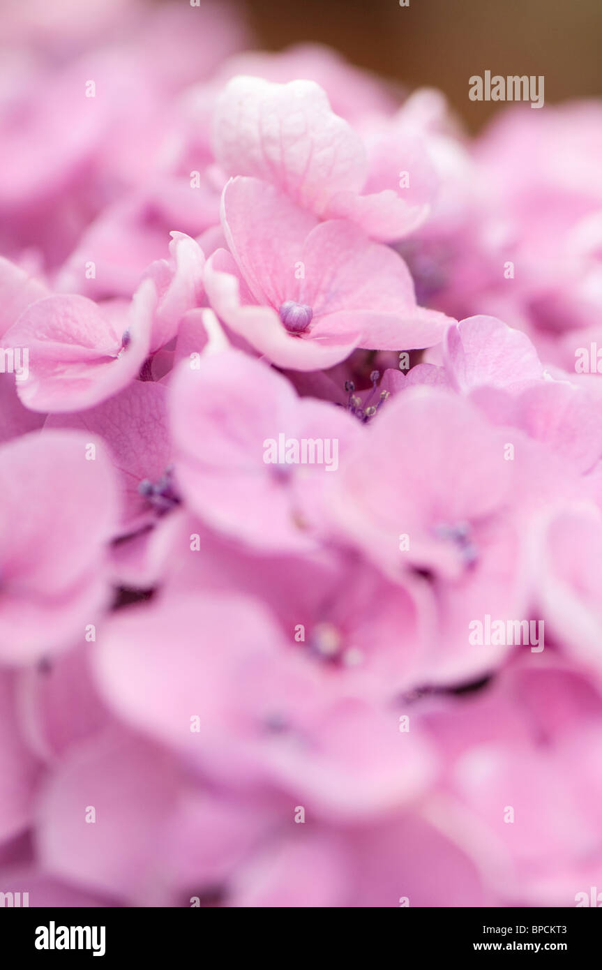 Close up of a pink Hydrangea macrophylla in bloom Stock Photo