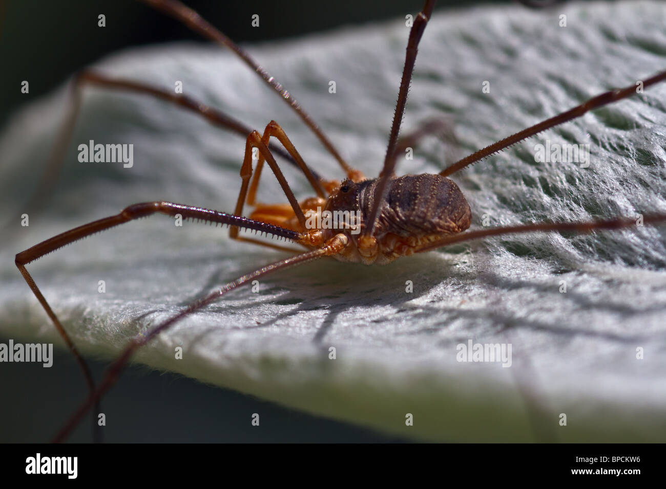 HARVESTMAN or DADDY-LONG-LEGS Order Opiliones Stock Photo - Alamy