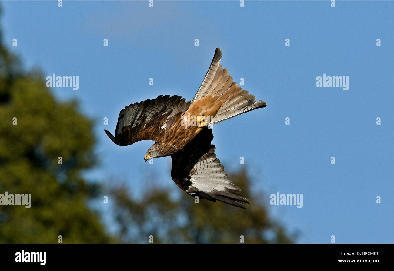 A Red Kite diving at Gigrin Farm in rhayader in powys mid wales Stock