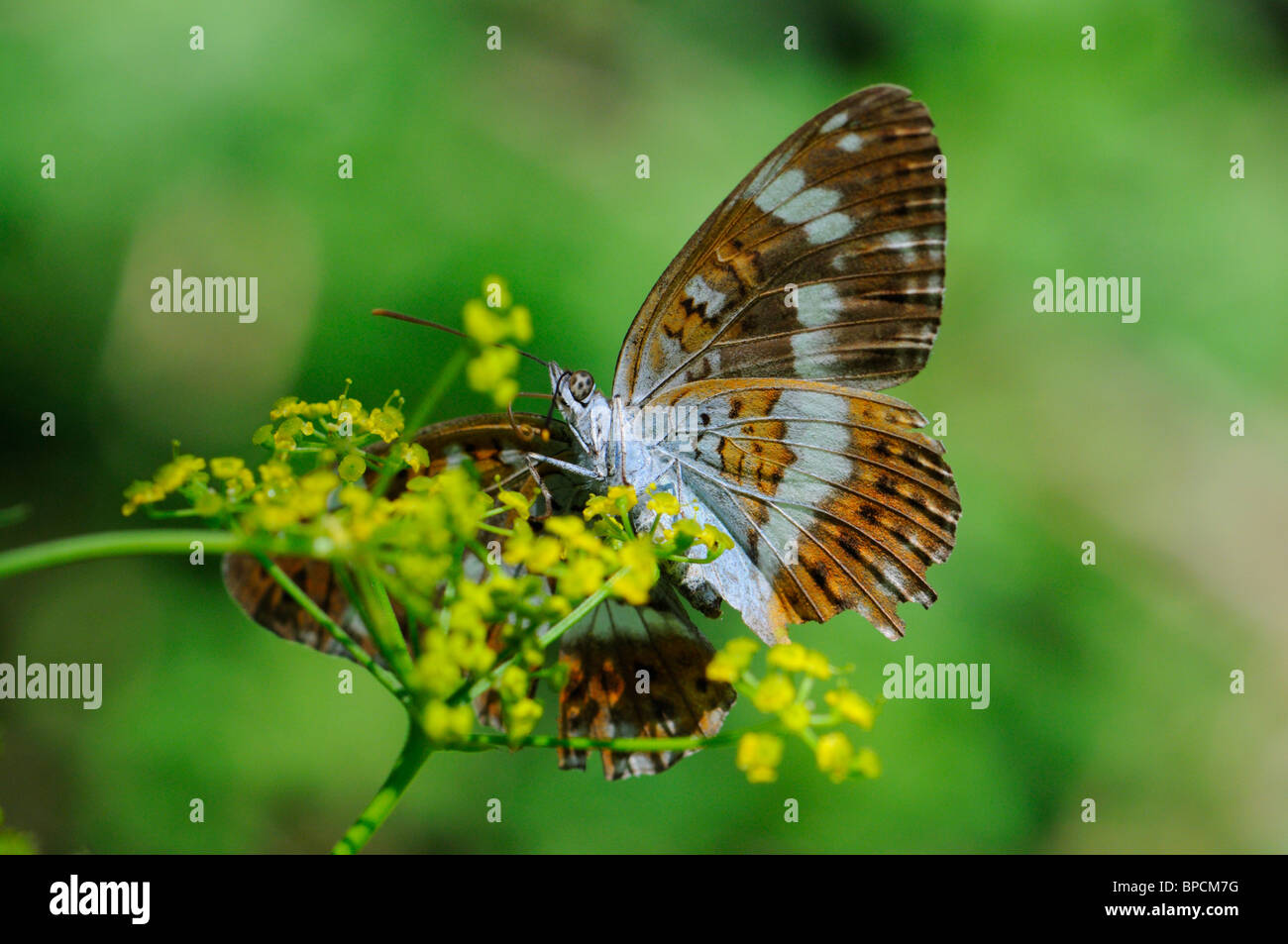 White Admiral Butterfly (Limenitis camilla) Slovenia, August. Stock Photo