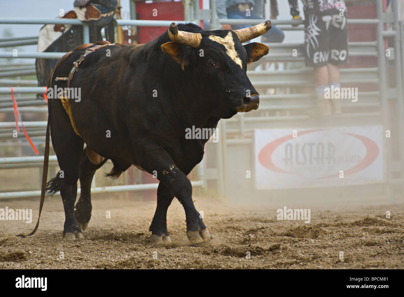 A bucking bull in a rodeo arena Stock Photo Alamy