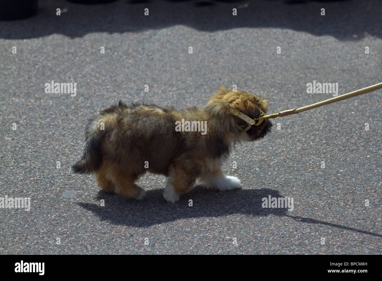 Cute puppy with dense fur and heavy leash walks reluctantly in the heat. Horizontal Stock Photo