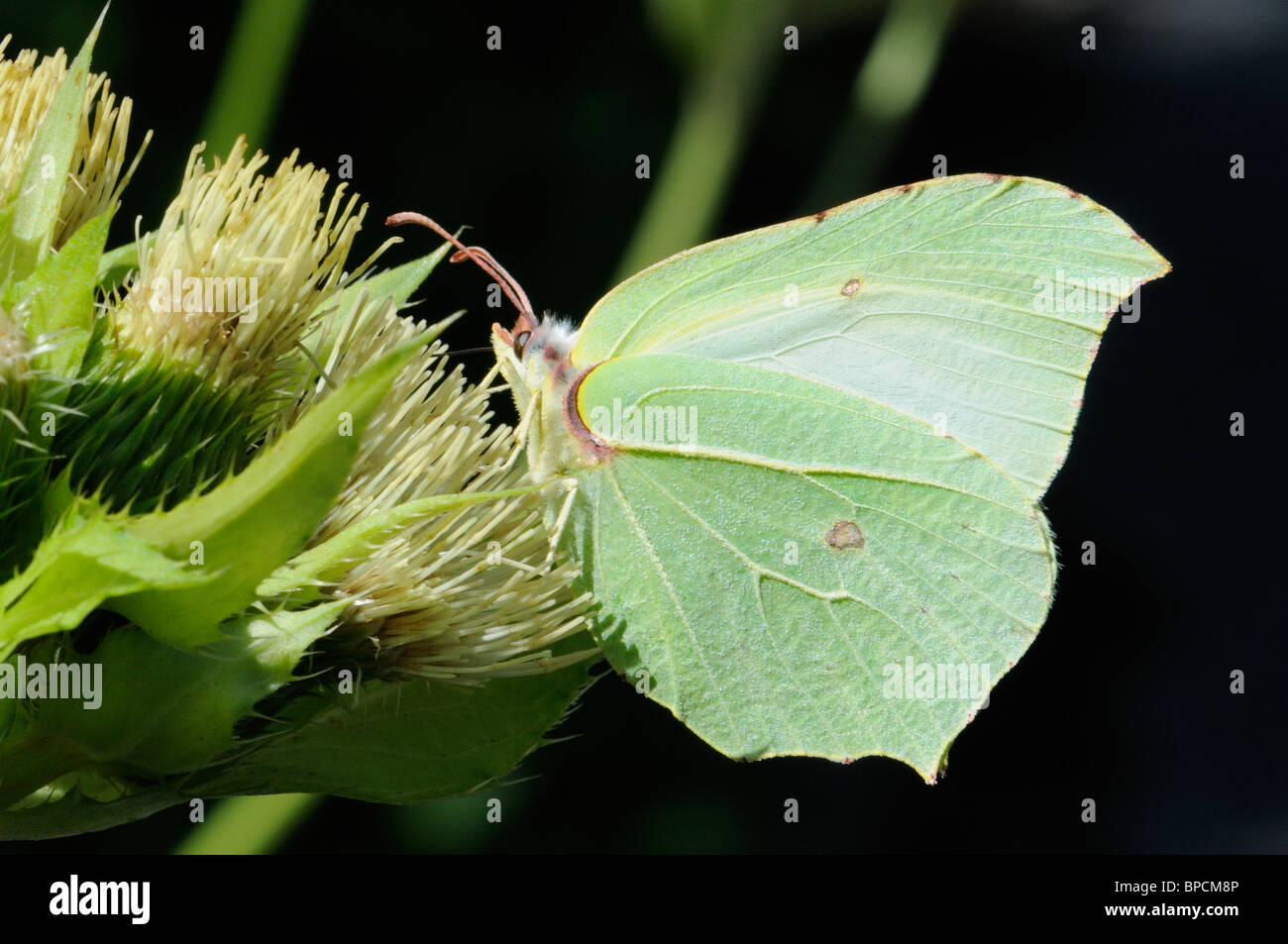 Brimstone Butterfly (Gonepteryx rhamni) Female, underwing. Slovenia, August. Stock Photo