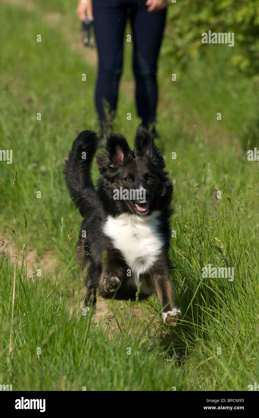 running Border Collie Stock Photo - Alamy